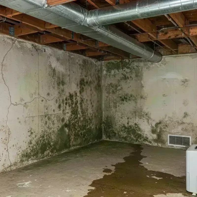 Professional Mold Removal in Summit County, CO